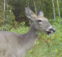 Tips for Hunting the Smartest Deer in the Woods