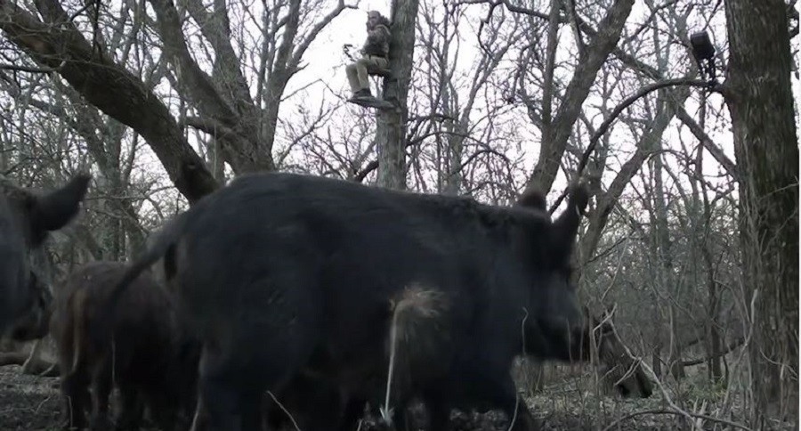 Awesome Reverse Angle Archery Shot On A Hog In Texas