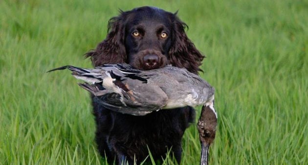 duck hunting dog