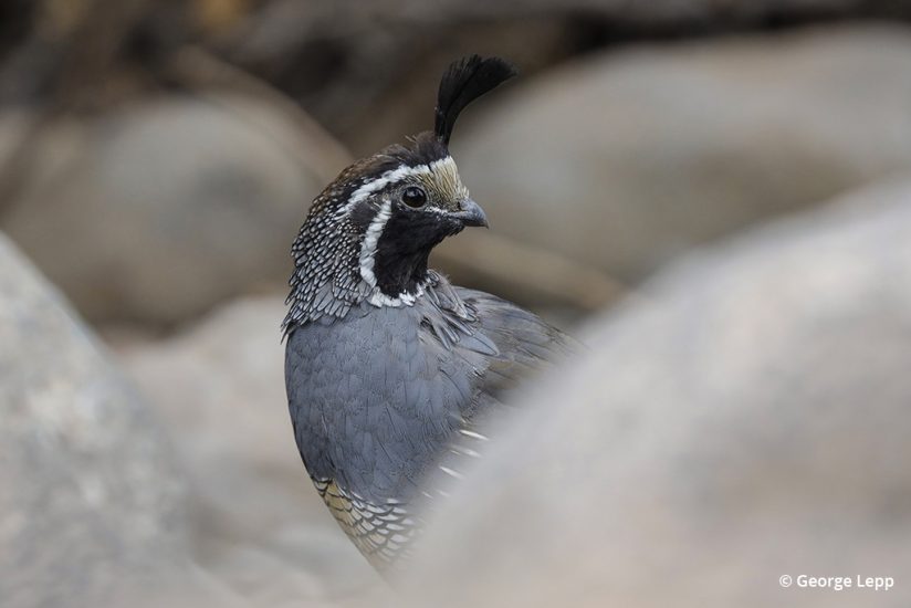 California quail photographed by George Lepp with the Canon EOS R