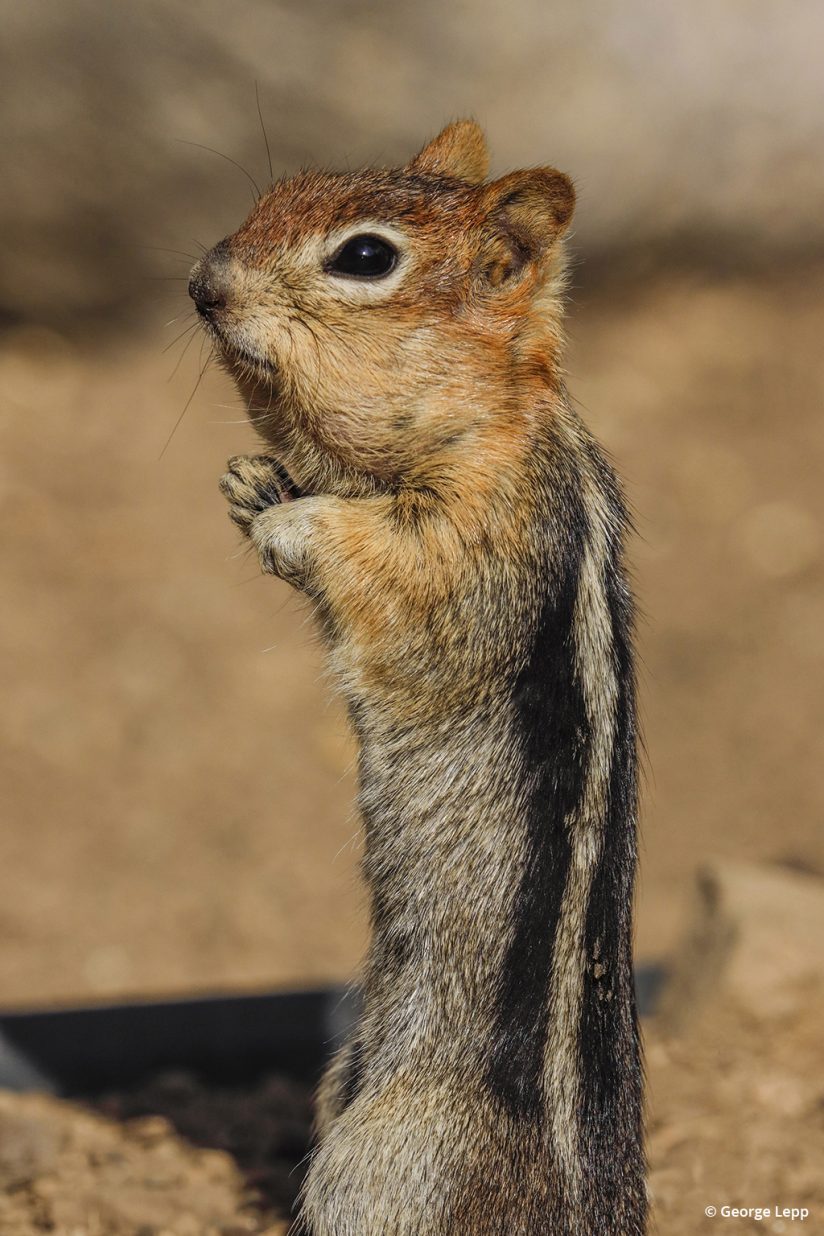 Golden-mantled ground squirrel photographed with the Canon EOS R.