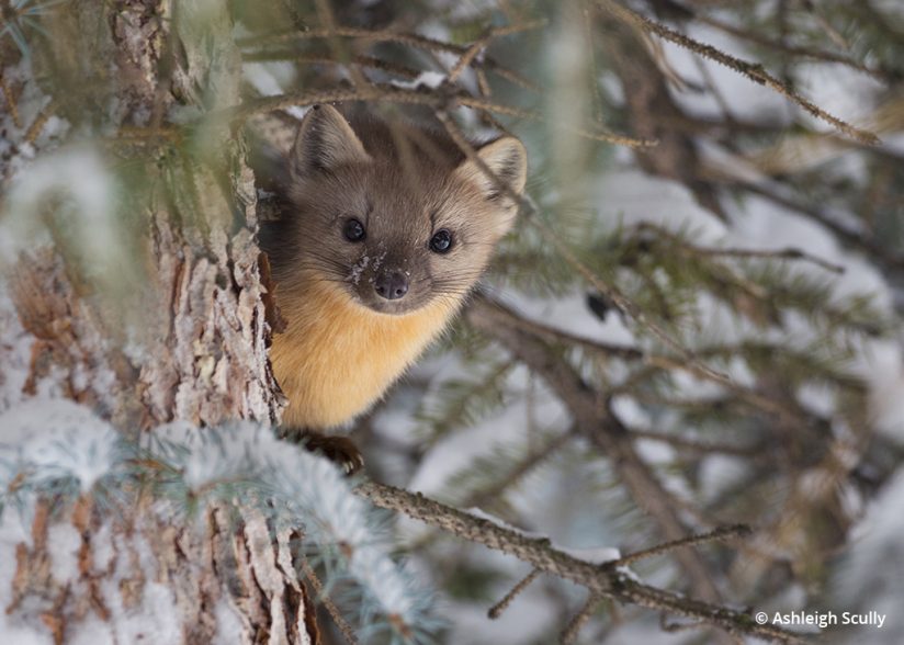 American marten photo by Ashleigh Scully