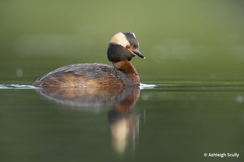 Horned grebe photo by Ashleigh Scully
