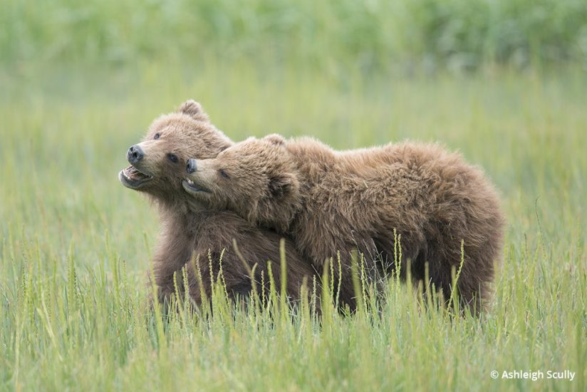 Brown bear cubs, photo by Ashleigh Scully