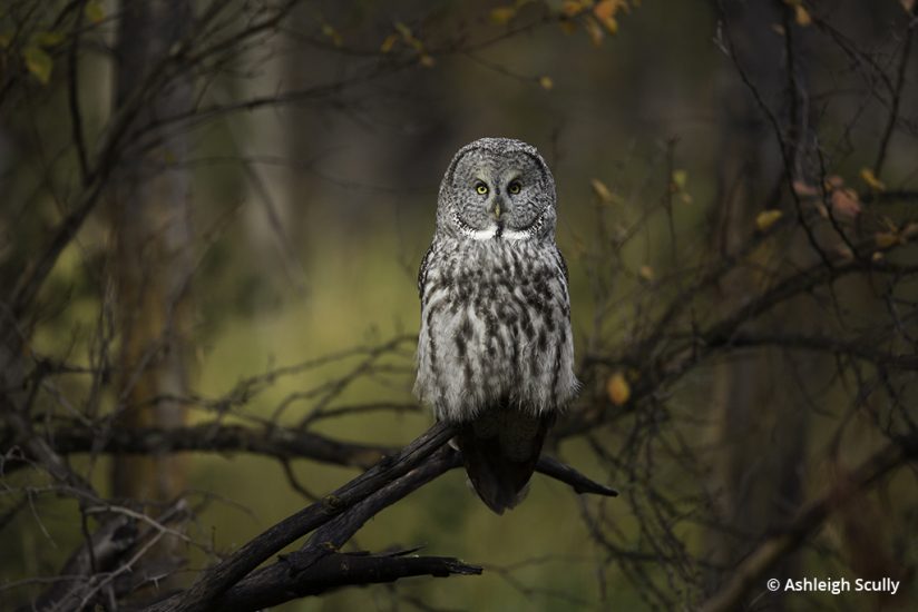 Great gray owl photo by Ashleigh Scully