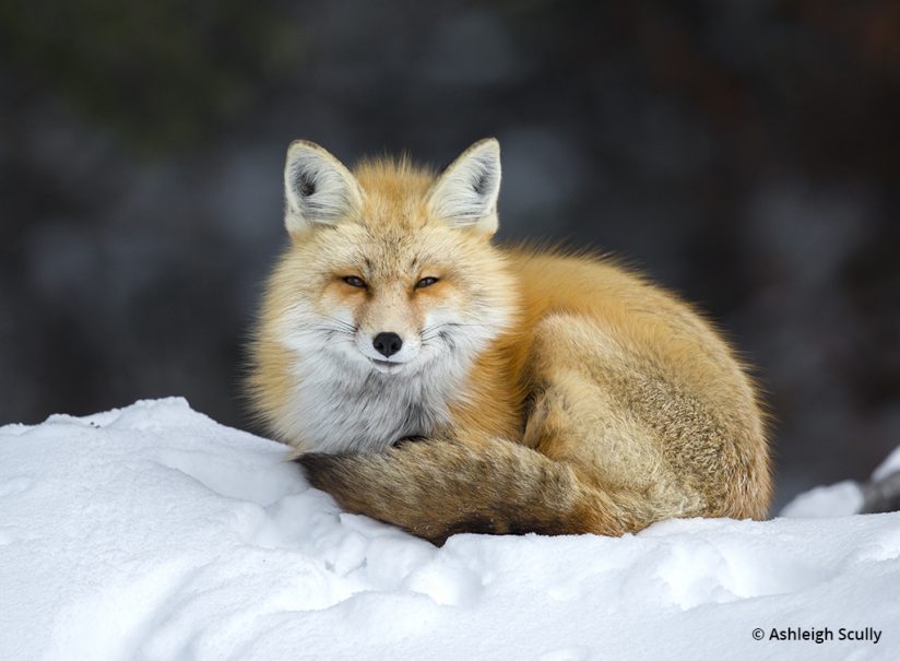 Red fox photo by Ashleigh Scully