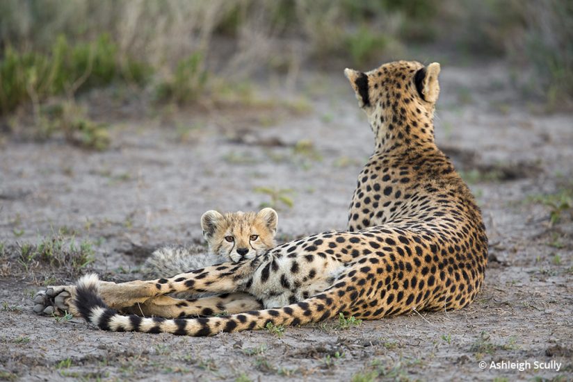 Cheetah and cub photo by Ashleigh Scully