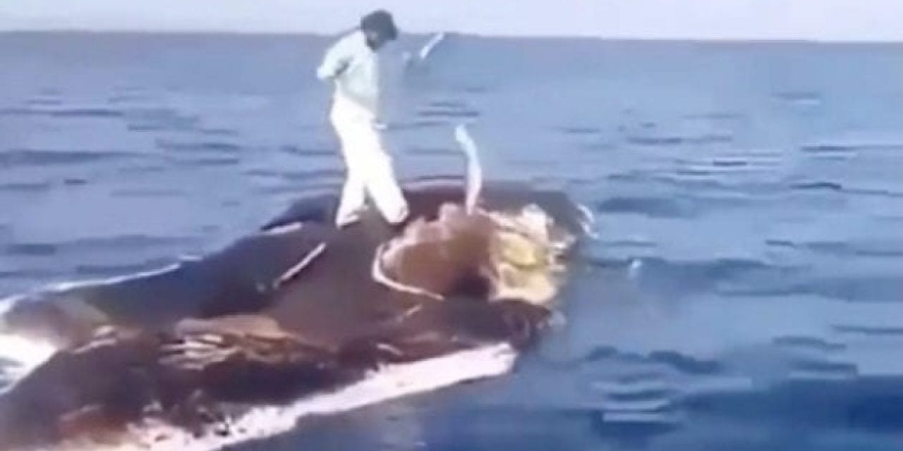 Odd Video of the Day: Man Handlines Fish From a Whale Carcass