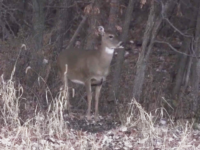 Shotgun Season Means Deer Meat for Dinner