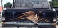 This Giant Buck is the Most Awesome Thing You’ll See Today