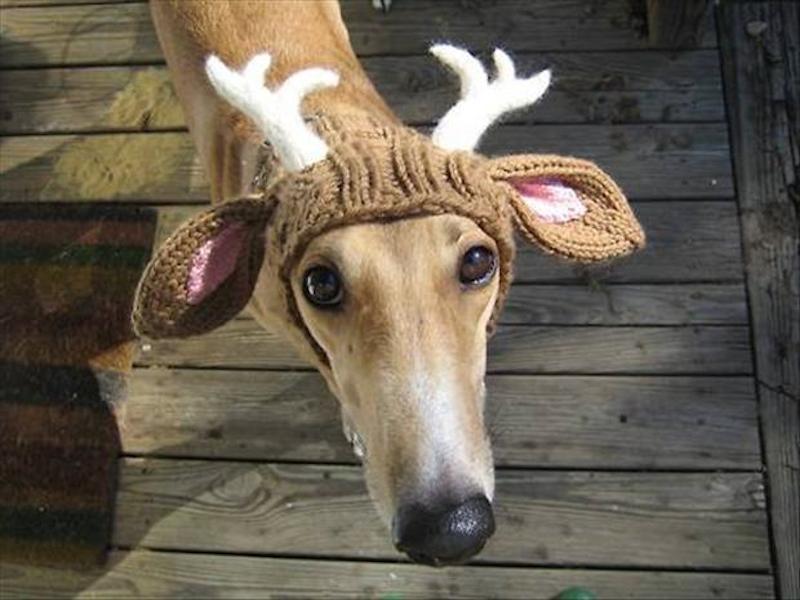 dog-with-reindeer-antlers-funny-dogs