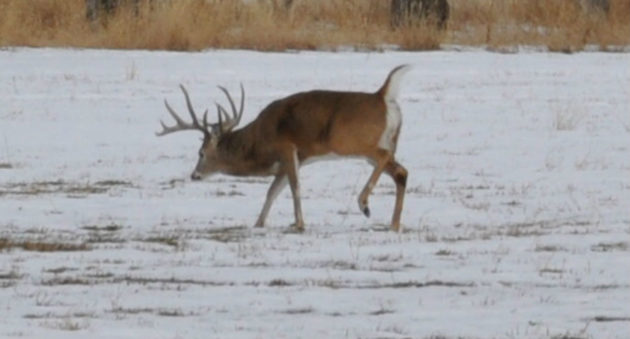 Late Season Deer Hunting