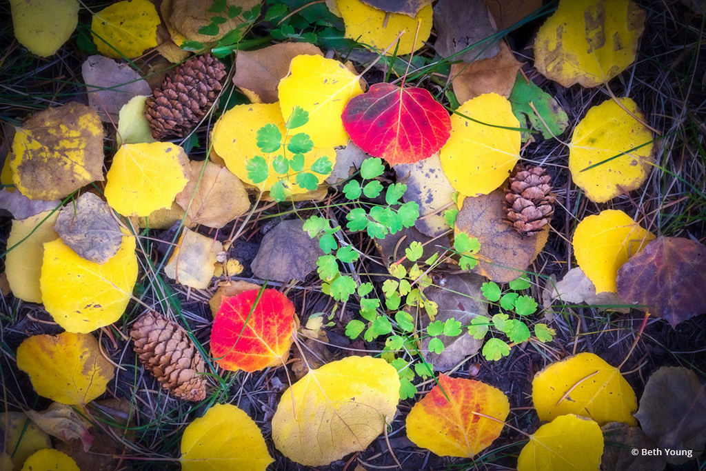 Congratulations to Beth Young for winning the recent Groundscapes Assignment with the image, “Autumn Groundscape.”