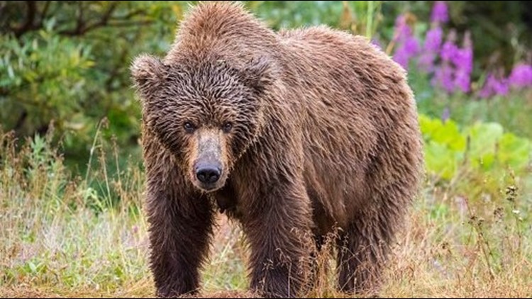 grizzly kills woman and baby