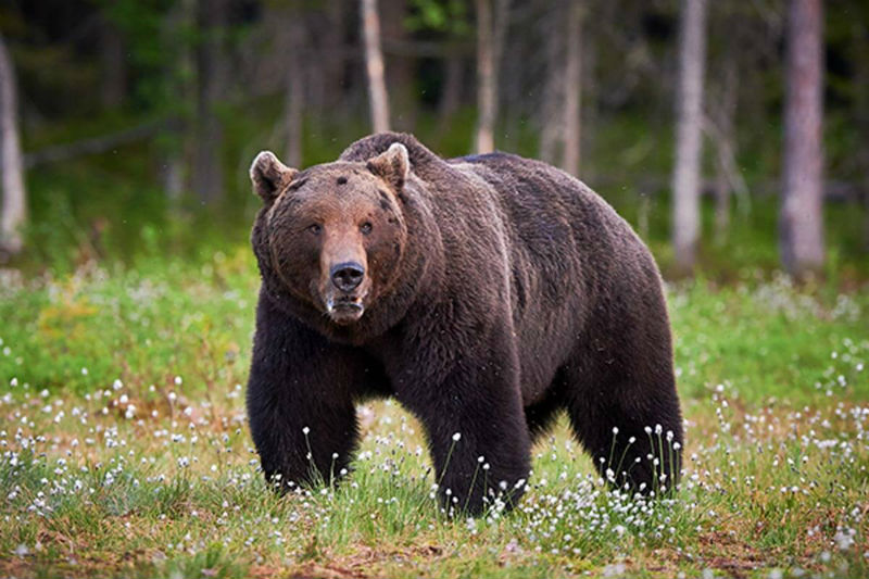 grizzly kills woman and baby