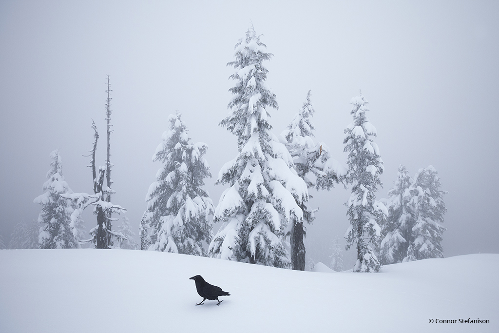 Last Frame: Raven Strut