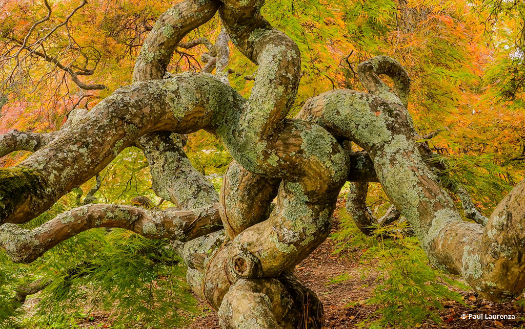 Today’s Photo Of The Day is “Japanese Maple” by Paul Laurenza. Location: Northern Virginia. 