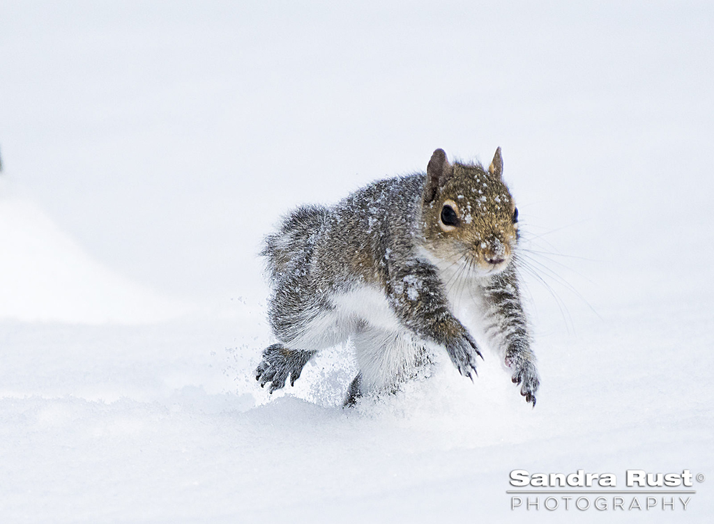 Today’s Photo Of The Day is “Dashing Through The Snow” by Sandra Rust. 