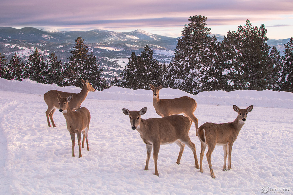 Today’s Photo Of The Day is “Whitetail in the Mountains” by Tim Nicol. Location: Republic, Washington.
