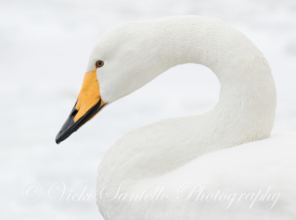 Today’s Photo Of The Day is “Ode to Winter: Whooper Swan” by Vicki Santello. Location: Lake Kussharo, Hokkaido, Japan. 