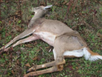 Mysterious Deer Deaths Solved in Pennsylvania