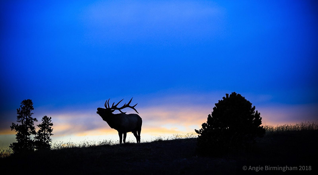 Today’s Photo Of The Day is “Fall Sunset with a Silhouette of a Bugling Elk” by Angie Birmingham. Location: Yellowstone National Park, Wyoming.