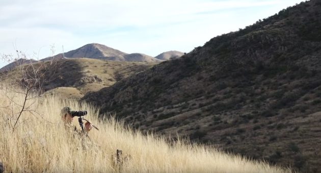 7 Coues Deer Hunting Tips