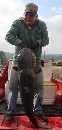 71 Pound Blue Cat Pulled Lake Overcup