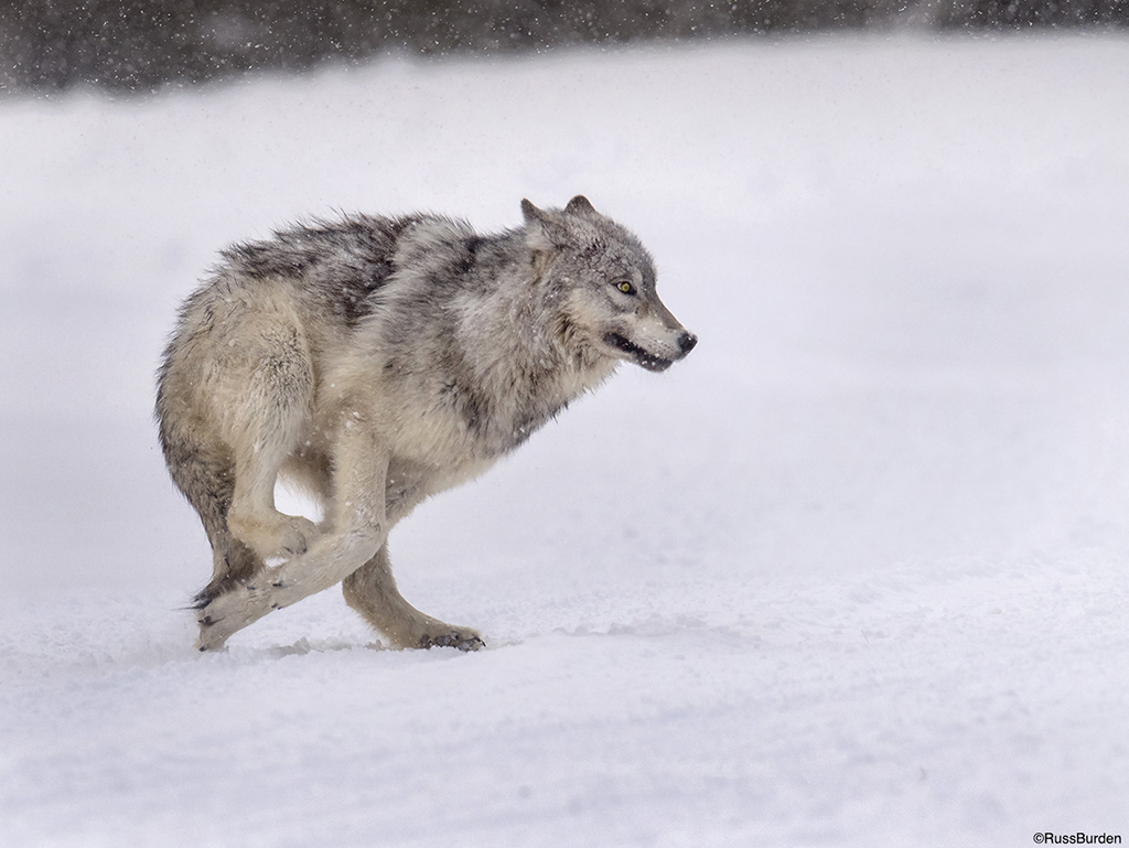 Chilly Critters And Wintertime Wildlife