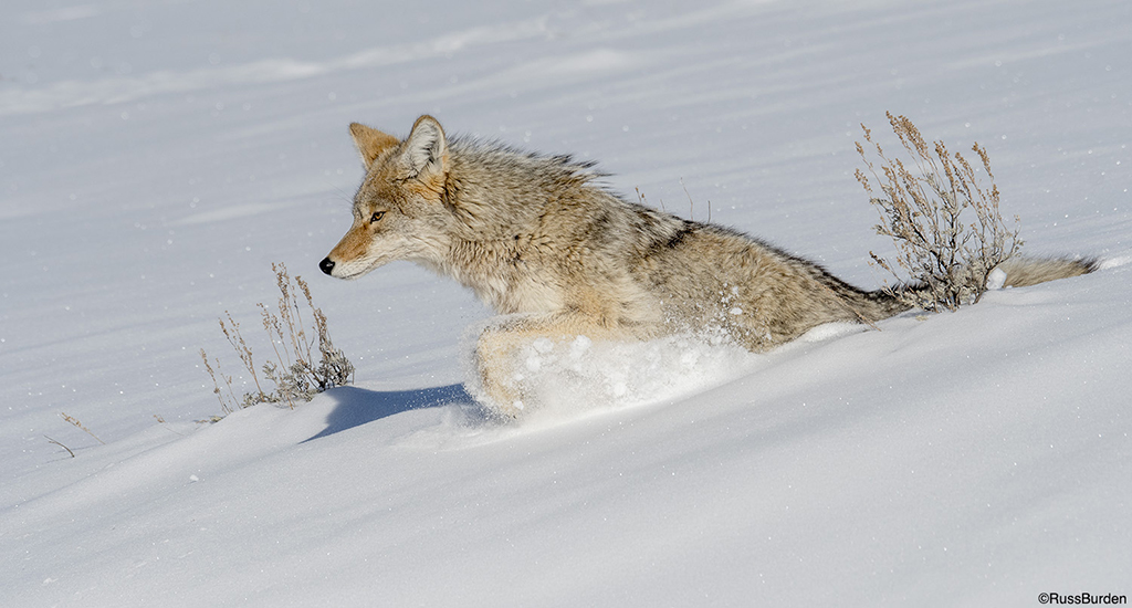 Chilly Critters And Wintertime Wildlife