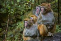 CWD Monkeys Fed Cannibal Diet: Researcher