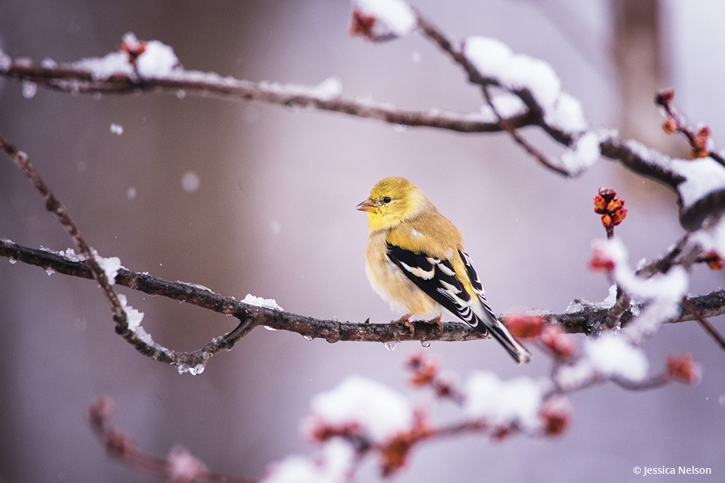 Goldfinch With Snow And Buds