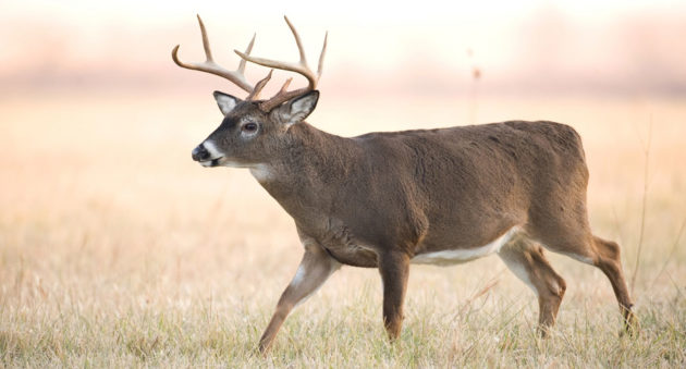Kansas hunting bill