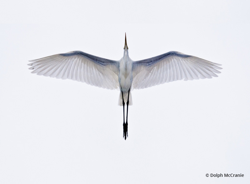 Today’s Photo Of The Day is “Great Egret In Flight” by Dolph McCranie. Location: St Augustine, Florida.