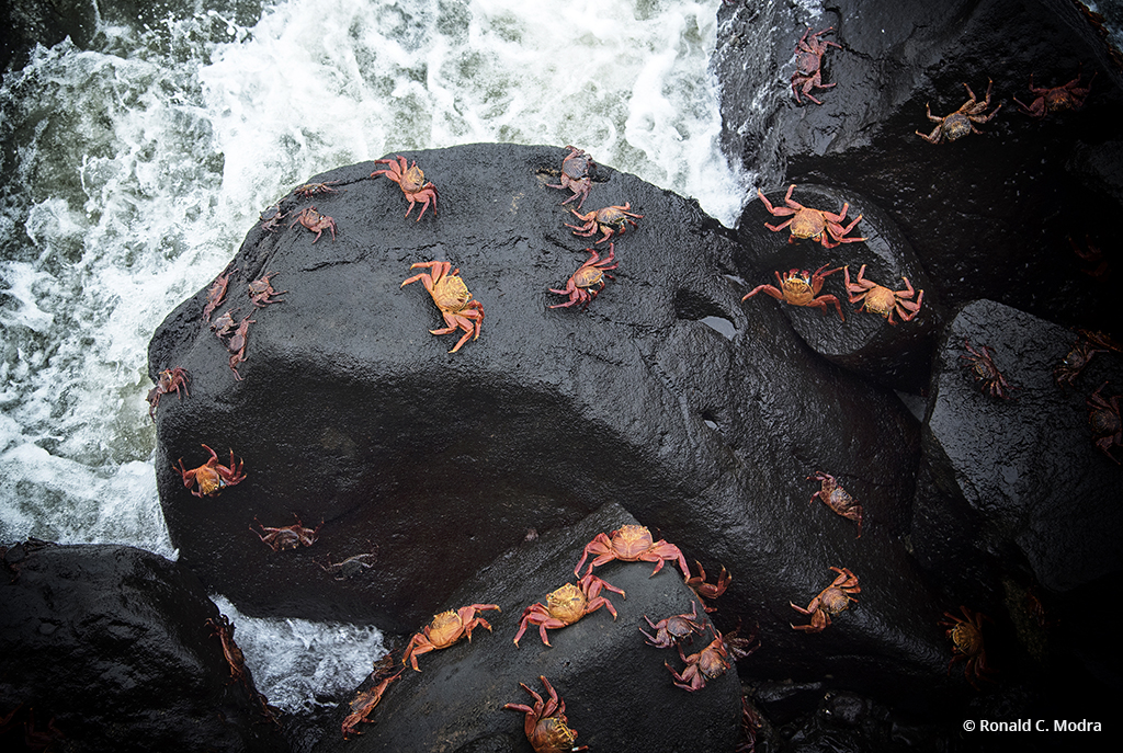 Sally Lightfoot Crabs, Galapagos Islands