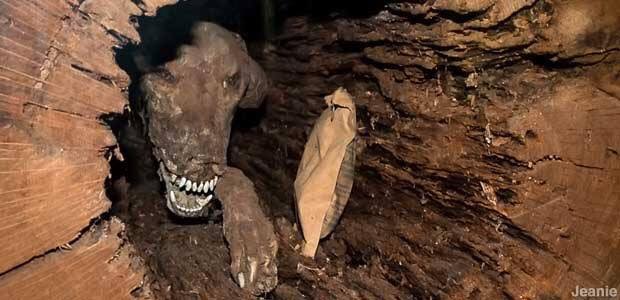 mummified dog
