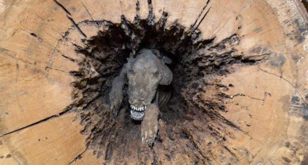 mummified dog