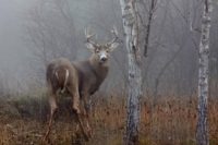Fast and Light: Mobile Public Land Hunting Tips
