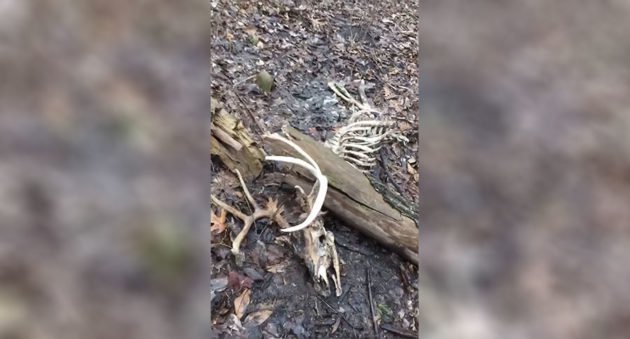 dead deer