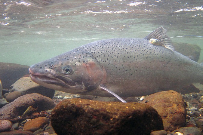 Idaho plan safeguards wild steelhead, NOAA Fisheries review finds