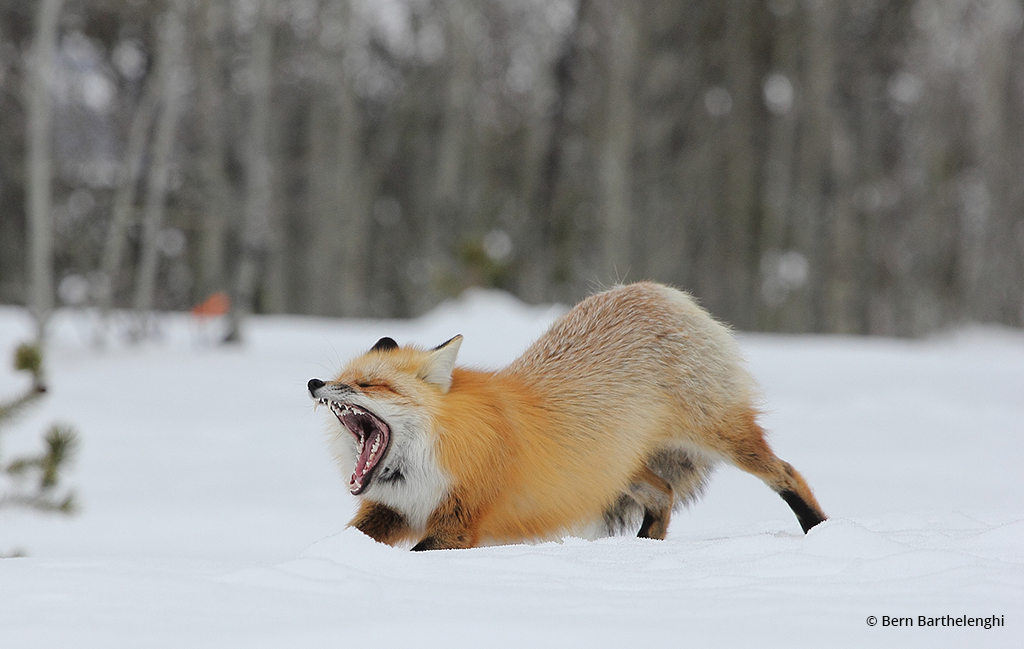 Foxy Stretch