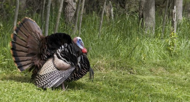 Missouri turkey hunting