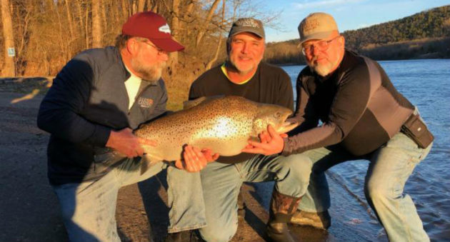 record brown trout