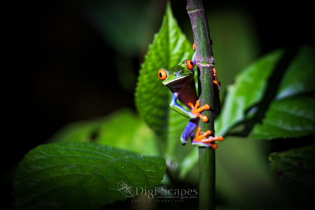 Today’s Photo Of The Day is “Red Eyed Tree Frog” by Brian Jarvis. Location: Arenal Volcano National Park, Costa Rica.