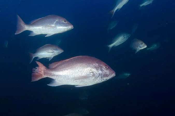 Texas PWD Sets Federal Red Snapper Season