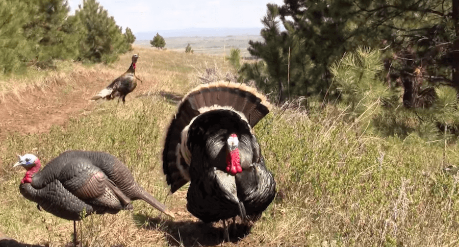 turkey hunting headshot