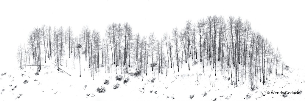 Congratulations to Wendy Gedack for winning the recent Winter Panoramas And Vertoramas Assignment with the image, “Layers of Fallen Snow.”
