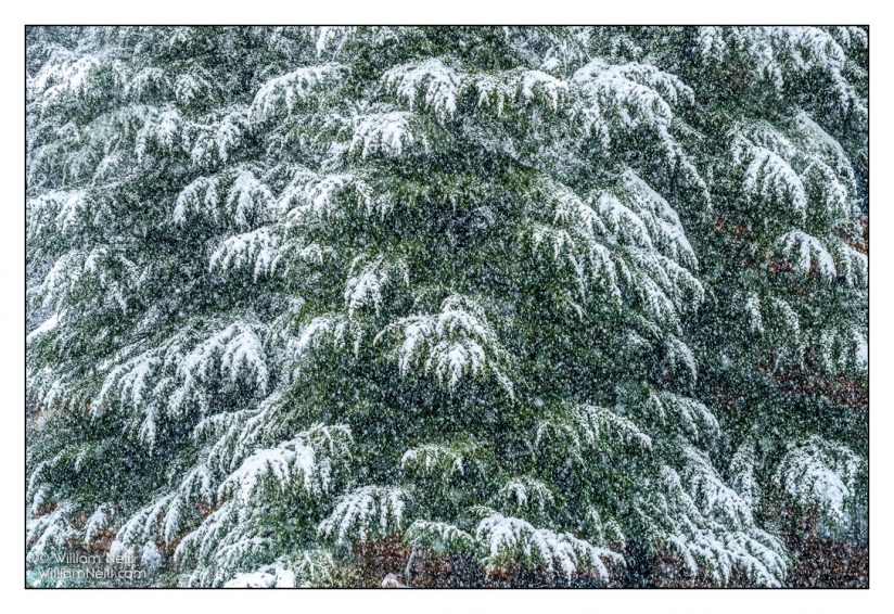 winter photos, cedar trees in snow