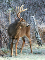 3 Reasons for a Mobile Deer Stand Setup on Public Land