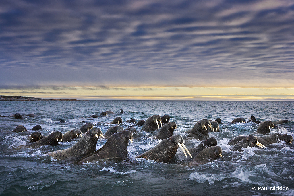 paul nicklen born to ice walrus